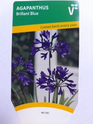AGAPANTHUS BRILLIANT BLUE