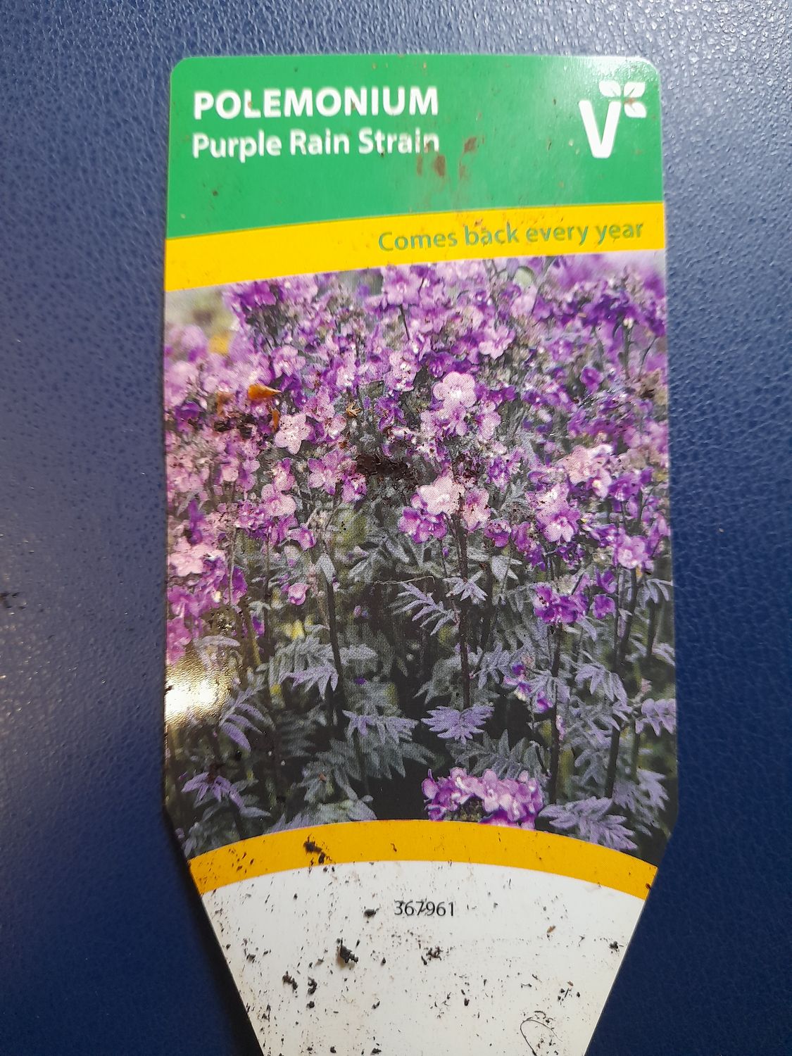 Polemonium "Purple Rain" Jacob’s Ladder “Purple Strain “