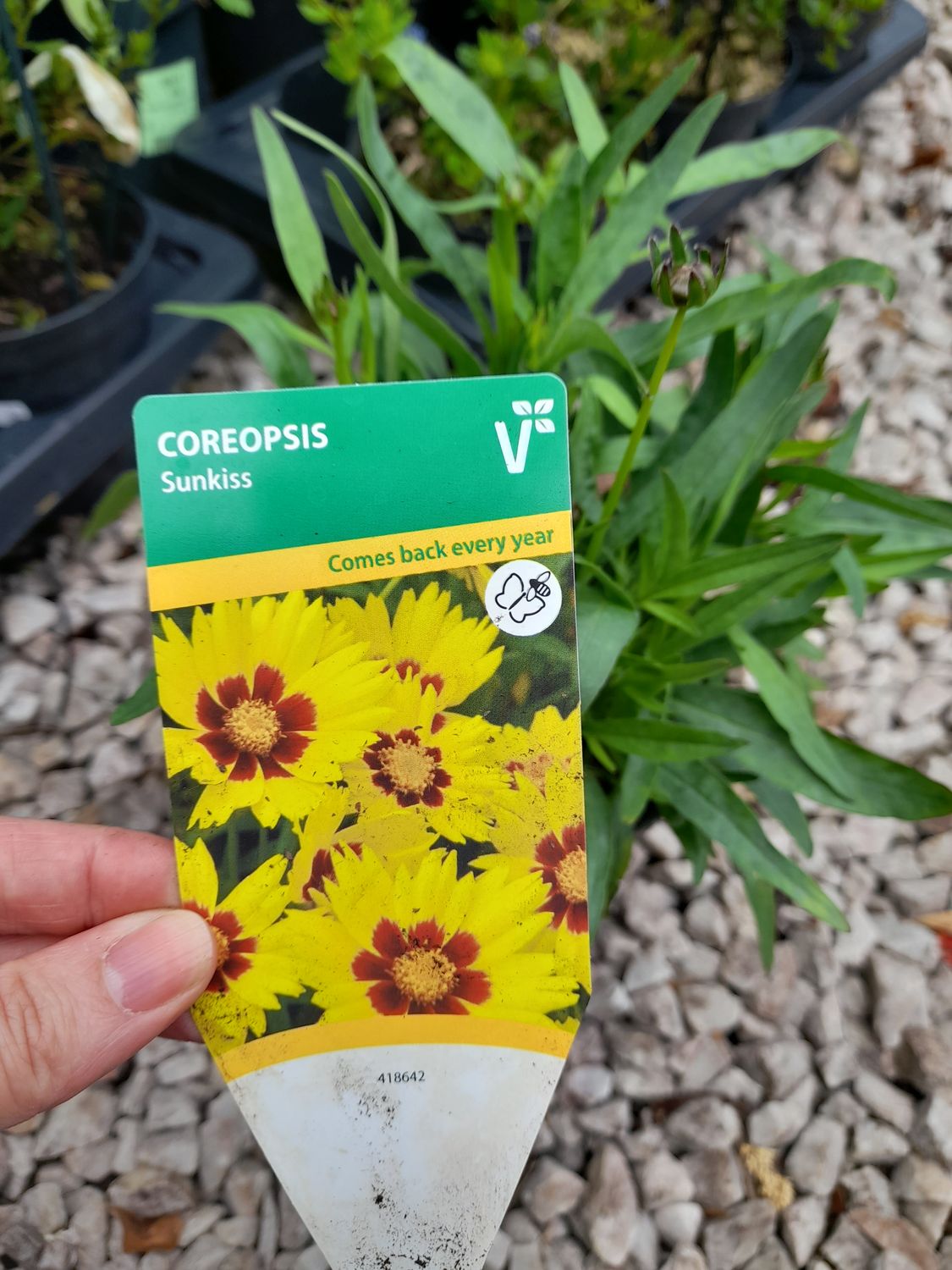 Coreopsis 'Sunkiss'