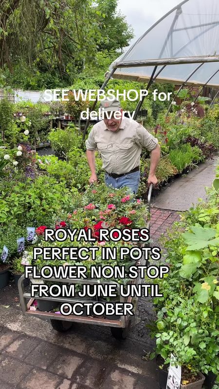 Rose Royal Pink