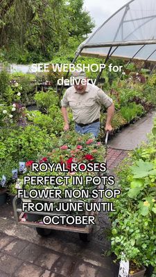 Rose Royal Pink