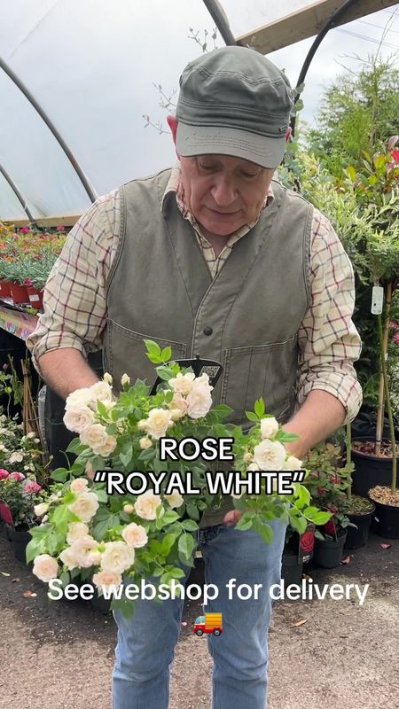 Rose Royal White
