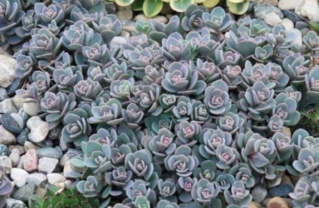 Sedum Sunsparkler 'Blue Elf ' a carpet plant with colourful foliage and pink /purple flowers loved by bees , butterflies and pollinators.