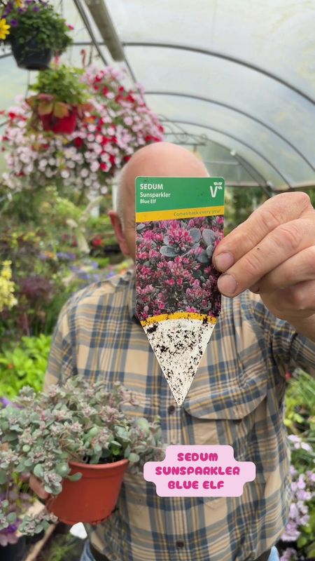 Sedum Sunsparkler 'Blue Elf ' a carpet plant with colourful foliage and pink /purple flowers loved by bees , butterflies and pollinators.