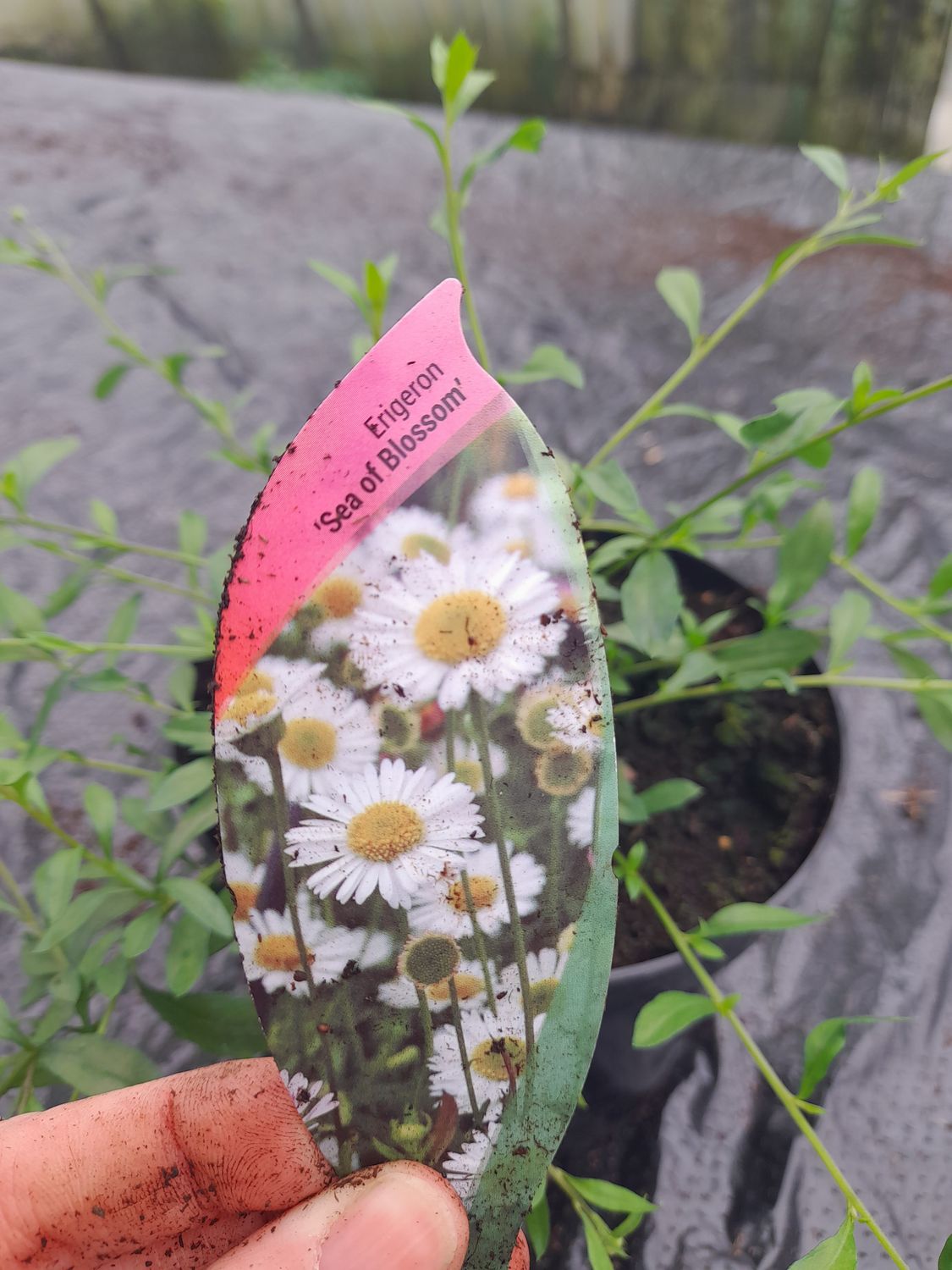 ERIGERON SEA OF BLOSSOM spreading,tough perennial. Flowers from May until end of September. Flowers are tiny and daisy like turning pink . Good spreading on banks or spilling over walls and kerbs