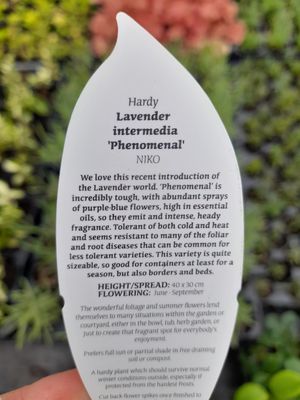 Lavender 'Phenomenal'