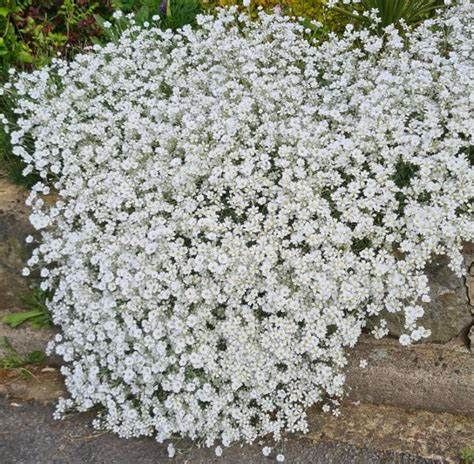 SNOW IN SUMMER..CERASTIUM TOMENTOSUM small size