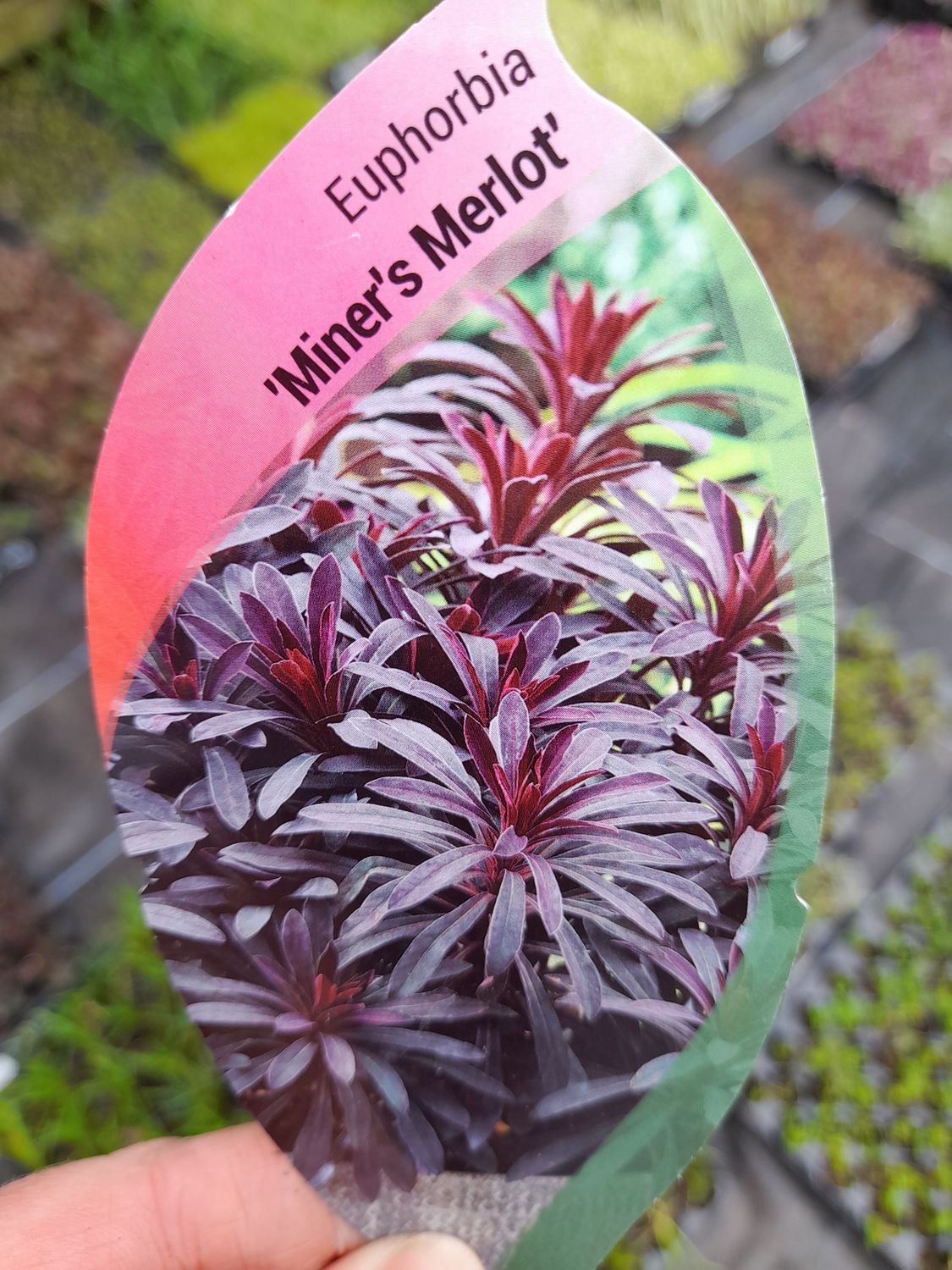 Euphorbia ''Miners Merlot