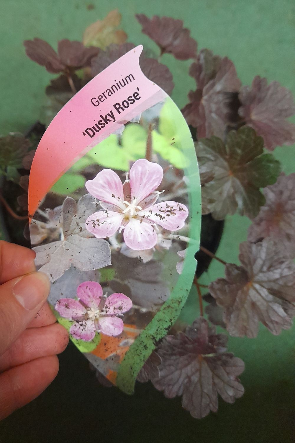 GERANIUM''DUSKY ROSE''