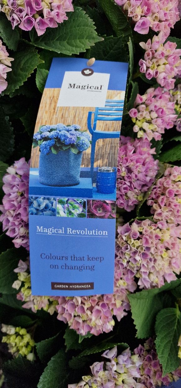Hydrangea - Magical Revolution ROSE