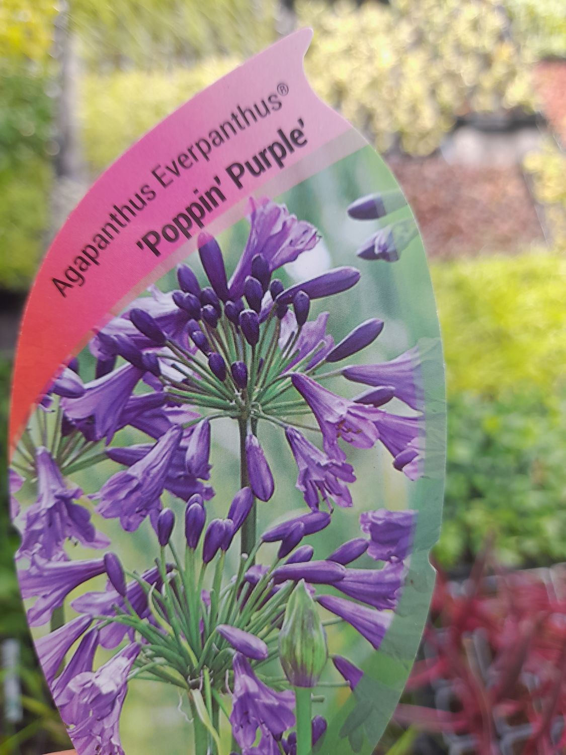 Everpanthus Agapanthus “POPPIN Purple “ extra strong and well established . Good in pots or beds in a sunny and free draining spot Planting time is from now!