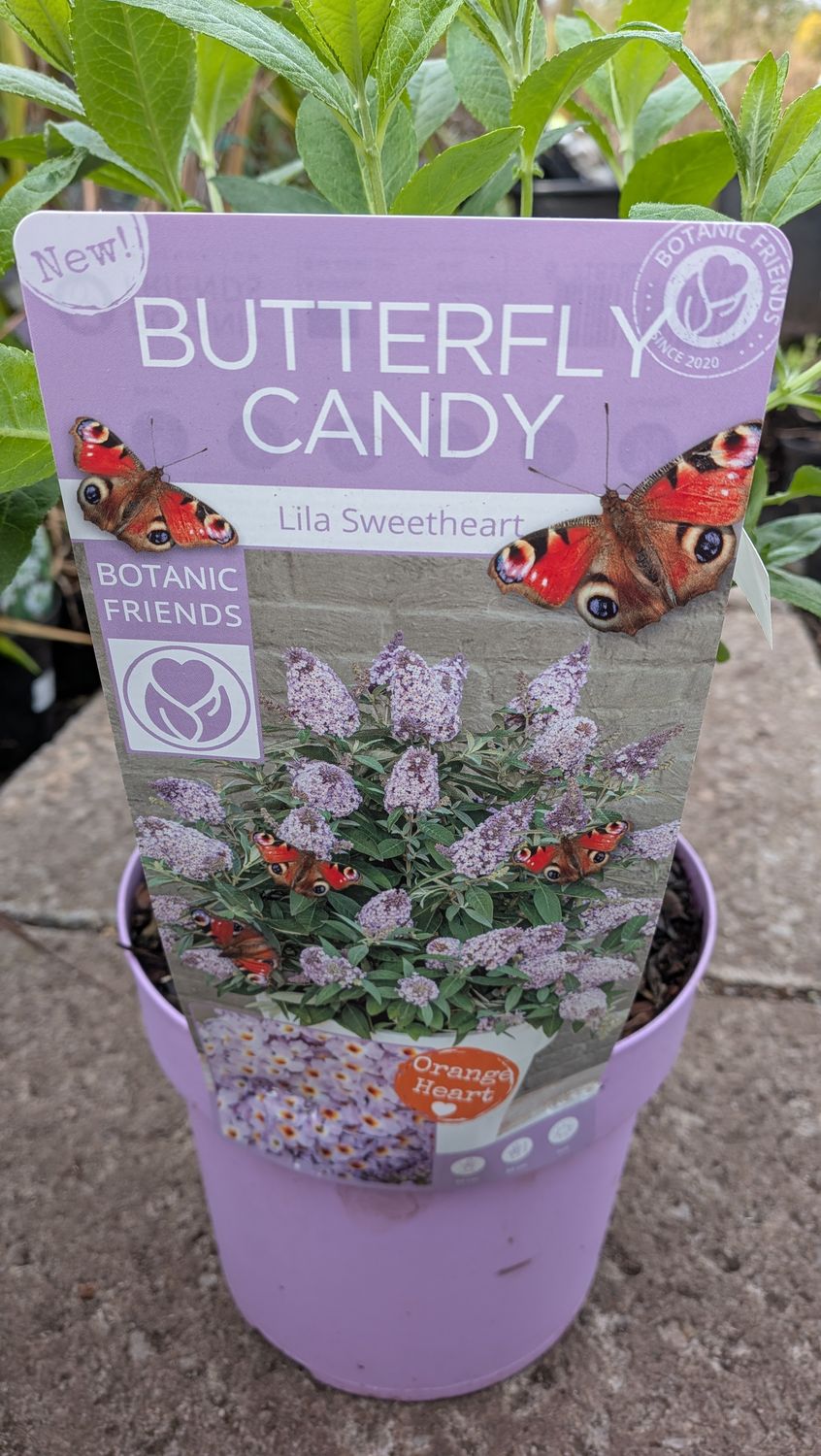Buddleia Butterfly Candy Lila sweetheart