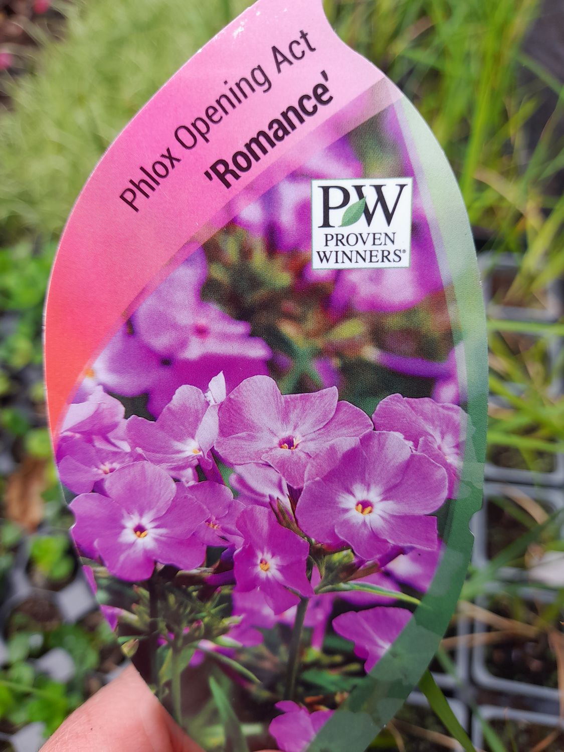 PHLOX OPENING ACT''ROMANCE''Rich lavender-pink flowers with a white halo in the centre. Winter hardy . Mildew resistant. May be pruned back to help it establish after planting