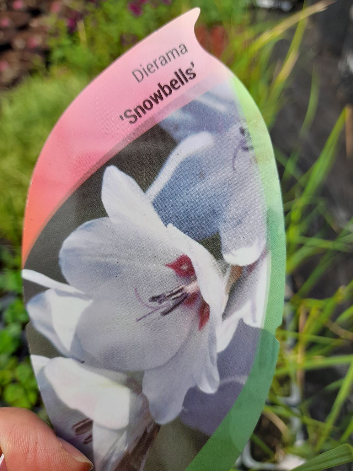 Dierama Snowbells - Angel's Fishing Wand DIARAMA SNOWBELLS ..tough Angels Fishing Wand with white nodding bells with a dark eye . Winter hardy tough . Flowers for months and lasts for years .