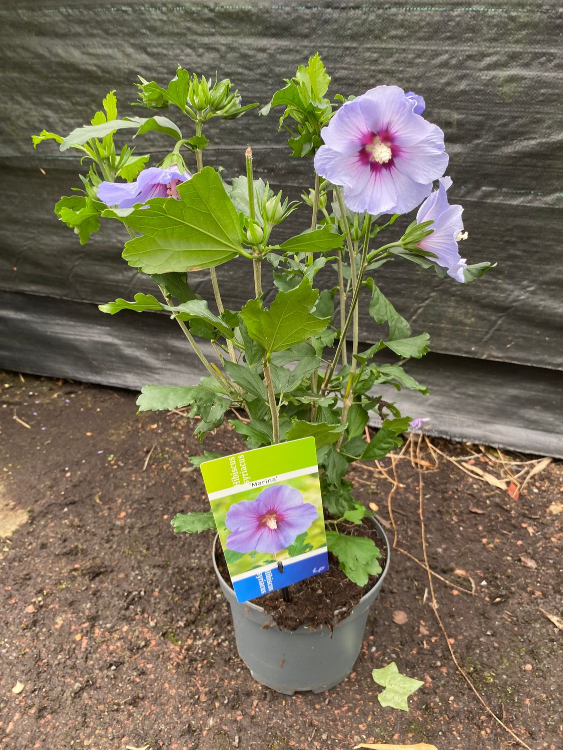 Hibiscus 'MARINA “Hardy shrub..likes a sunny and free draining spot . Flowers summer and early autumn. Strong Bushy plants
