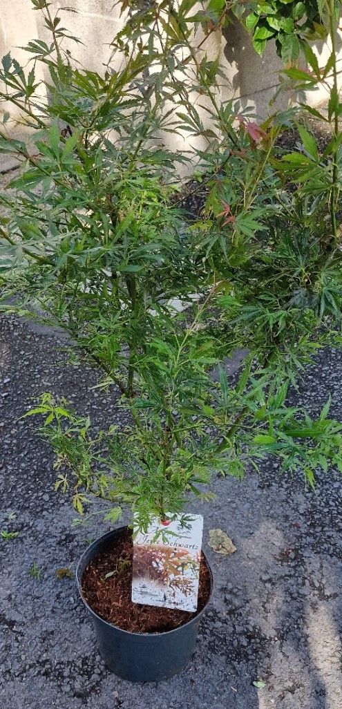 Acer - Japanese Maple 'Jerre Schwartz'