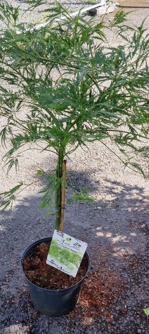Acer palm. - Japanese Maple 'Dissectum' (LARGE)