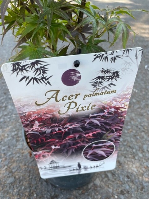 Acer palm. - Japanese Maple 'Pixie' (LARGE)