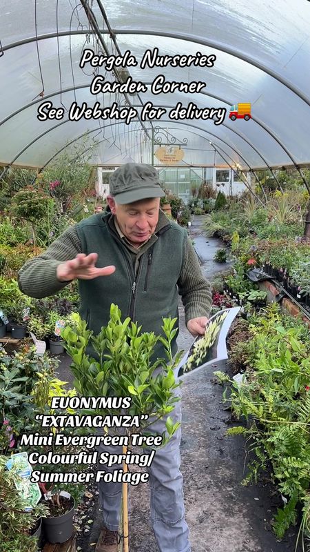 Euonymus ‘Extravaganza’ on Stem