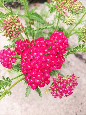 Achillea Tutti Frutti - Pomegranate - a hardy yarrow, flowers for months and lasts for years.