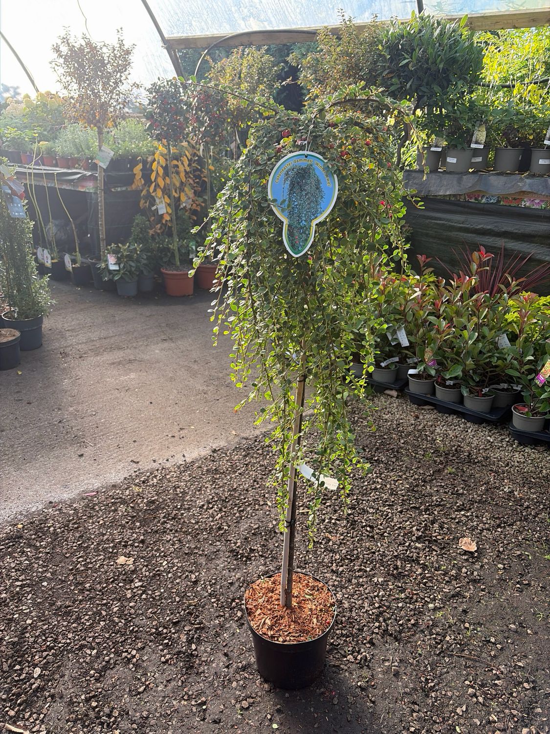 Cotoneaster - Winter Jewel - Mini Weeping Tree for pots or beds. Evergreen foliage with white flowers in Spring and red berries in Autumn