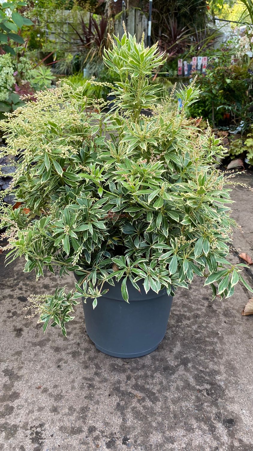 Pieris Golden King, Large size hardy evergreen shrub. Colourful foliage cream and green variegated foliage. Attractive buds in winter,white bell like flowers in spring.Colourful young foliage