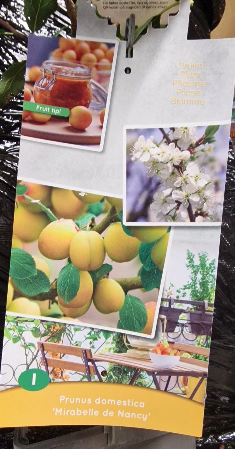 Dwarf Plum -''Mirabelle de Nancy''  for pots or beds