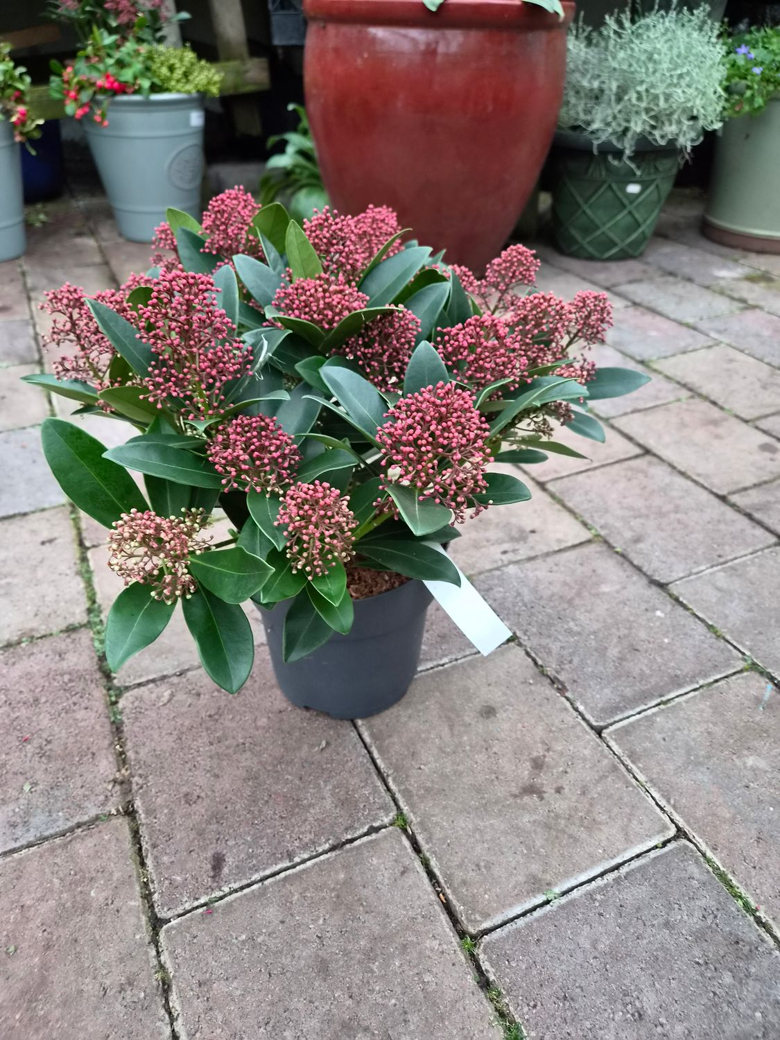 Skimmia -''Seduction''  'Male'