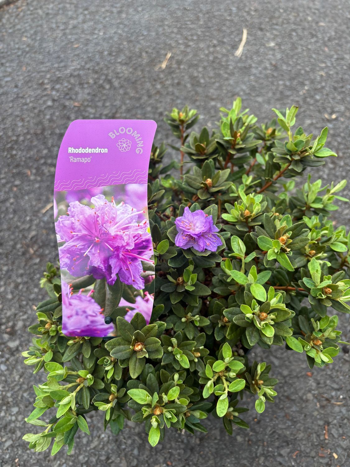 MINI RHODODENDRON RAMAPO Smothered in purple flowers in spring Planting time is from now for spring colour Good in pots or beds . Planting time is from now .