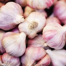 2 Garlic Bulbs - Pink (Germidour)