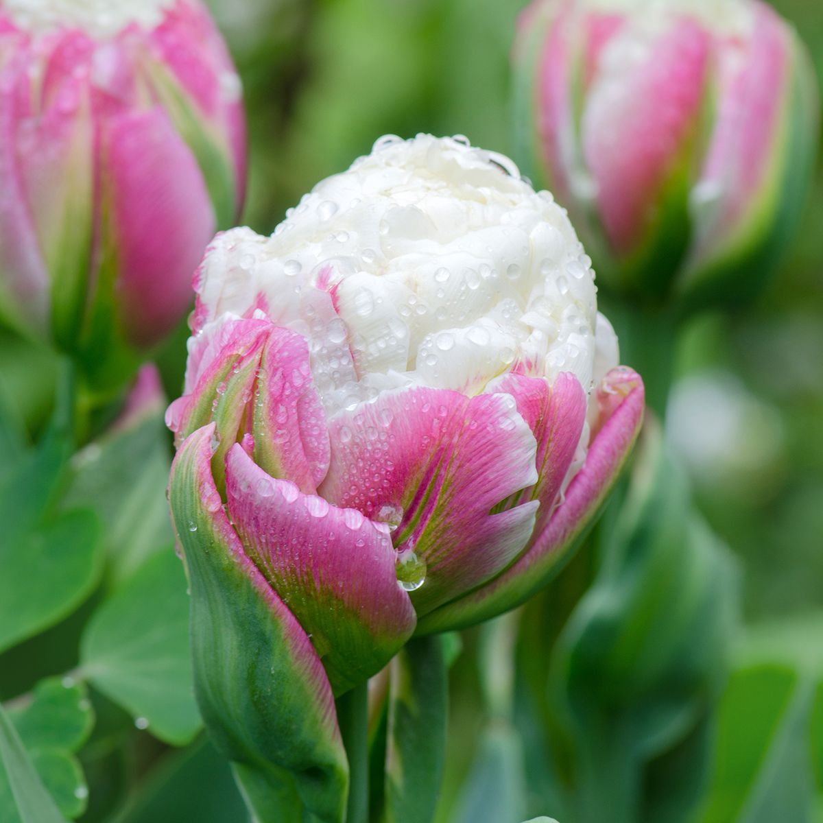 8 Tulip - Ice Cream - Double Late
