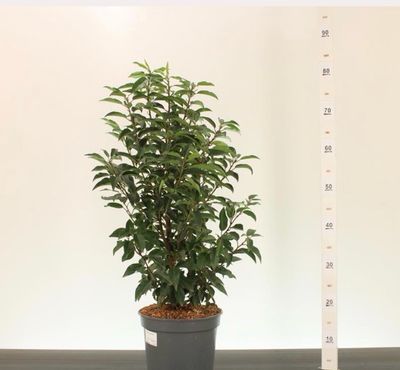 Prunus Portuguese Augustifolia Laurel Bushy strong