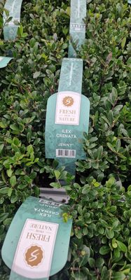 Hollybox -JENNY (6pack) HOLLY BOX JENNY …perfect for a low hedge or as topiary in pots . NOT SUCCEPTIBLE TO BOX BLIGHT!