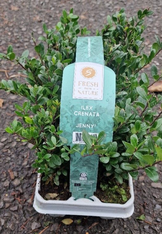 Hollybox -JENNY (6pack) HOLLY BOX JENNY …perfect for a low hedge or as topiary in pots . NOT SUCCEPTIBLE TO BOX BLIGHT!