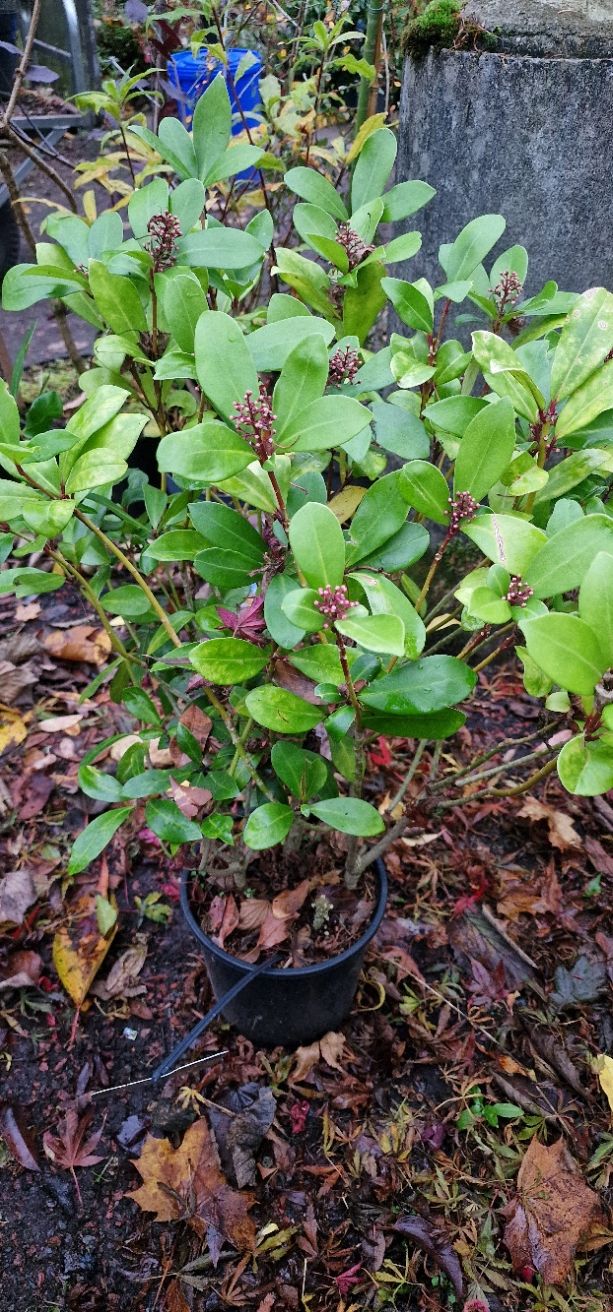 MALE SKIMMIA (Black friday sale)