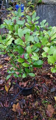 MALE SKIMMIA (Black friday sale)