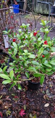 FEMALE SKIMMIA (Black friday  sale)