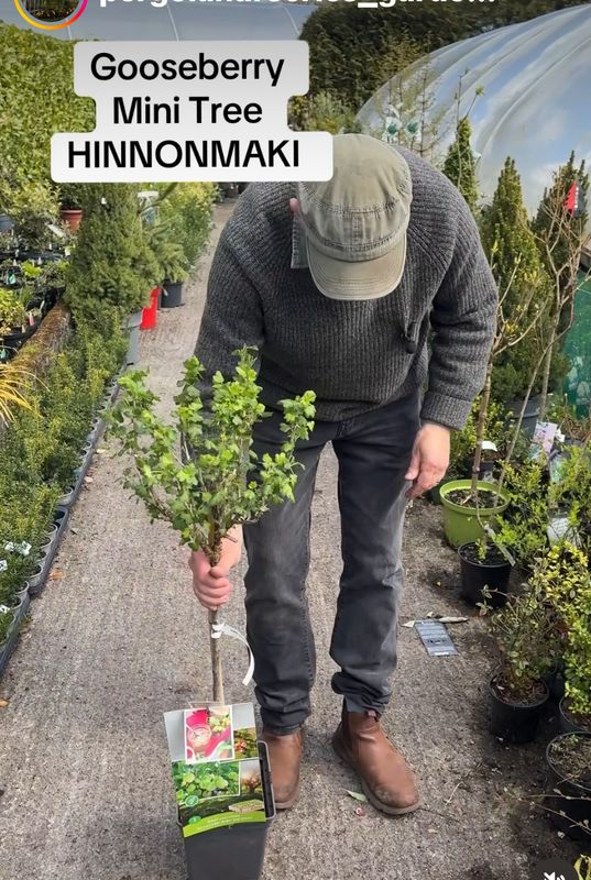GOOSEBERRY MINI TREE HINNOMAKI GREEN heavy crops of disease resistant red gooseberries Good in pots or beds