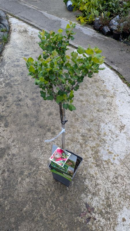 GOOSEBERRY MINI TREE HINNOMAKI GREEN heavy crops of disease resistant red gooseberries Good in pots or beds