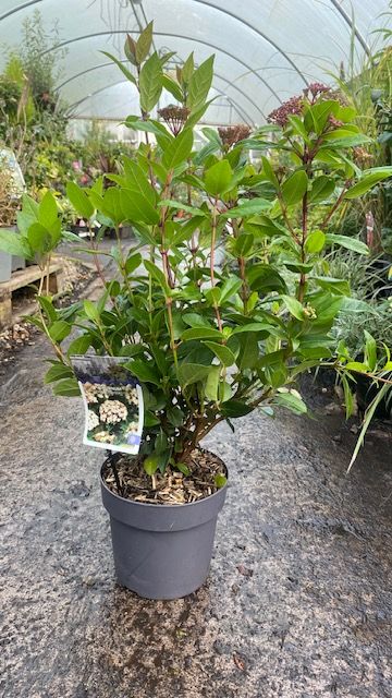 Viburnum 'Tinus Ladybird'