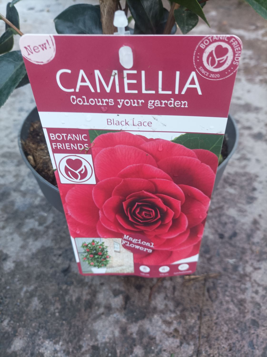 Camellia - Black Lace