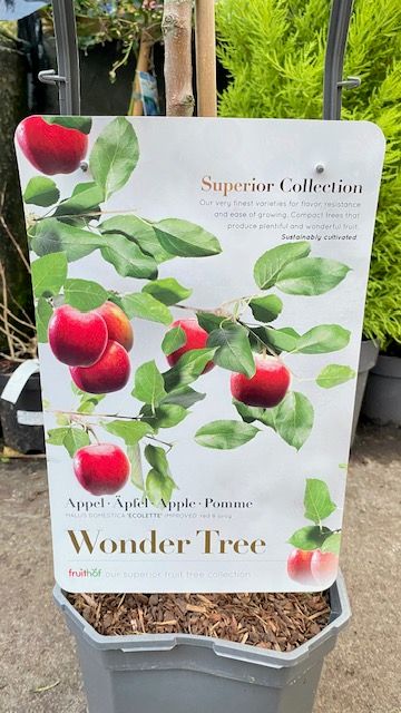 Apple Wonder Tree 'Ecolette' Self pollinating and disease free apple. Heavy crops of delicious apples. Good in pots or open ground.