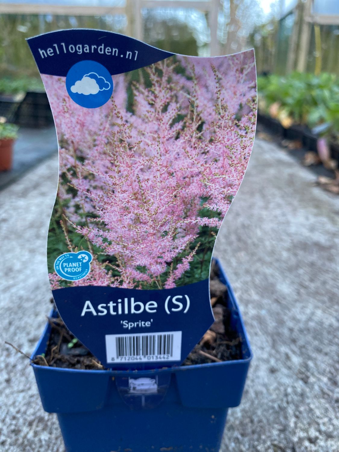 ASTILBE 'SPRITE'