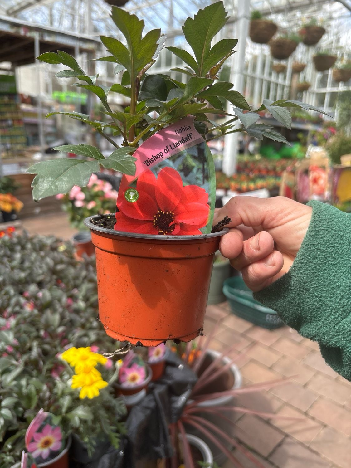 Dahlia “Bishop Of Llandaff “