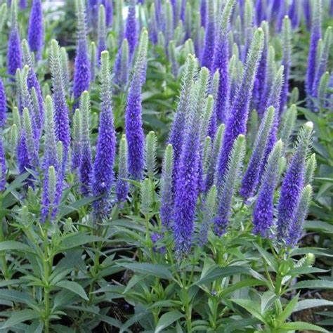 Veronica ULSTER DWARF BLUE hardy perennial..height 30-40 Cm . Flowers for months with spires of blue flowers. Likes a free draining sunny spot.