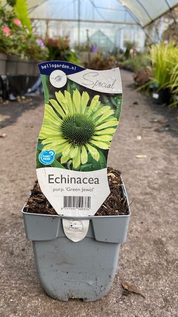 Echinacea  'Green Jewel'