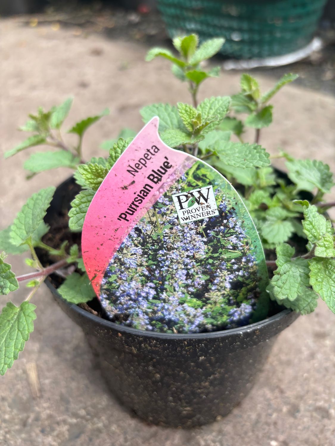 Nepeta  'Purrsian Blue'