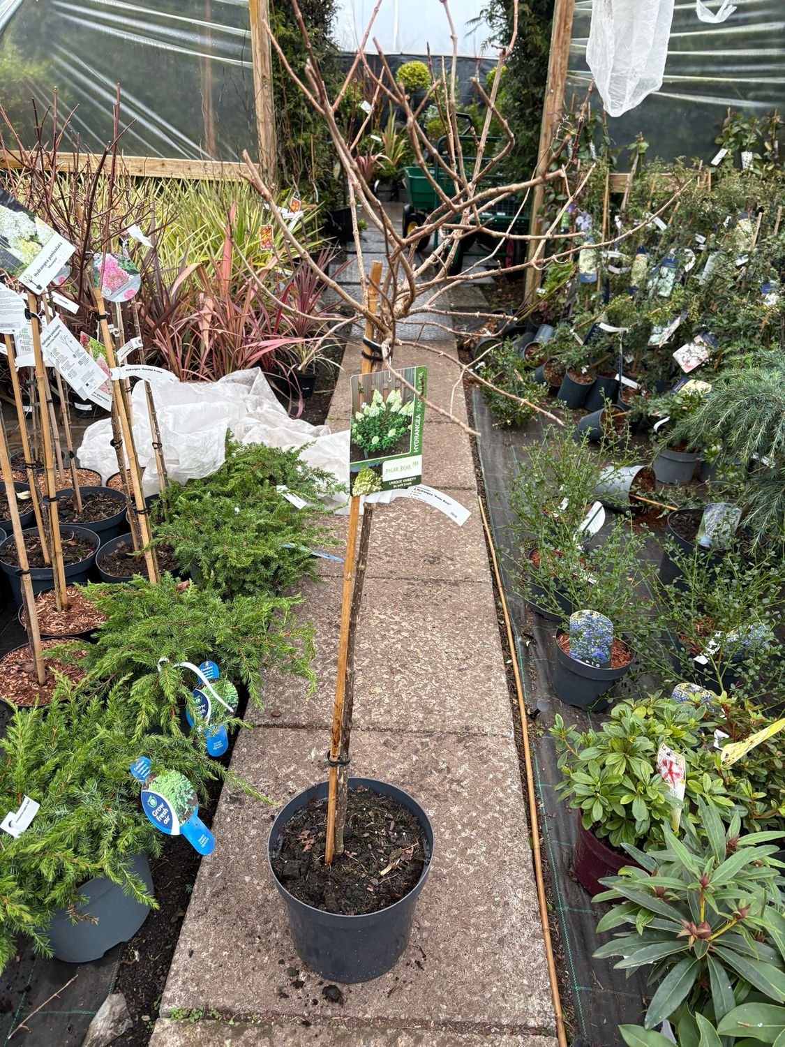 Hydrangea Paniculata “Polar Bear” Mini Small Tree