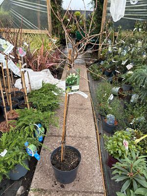 Hydrangea Paniculata “Polar Bear” Mini Small Tree