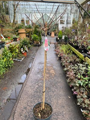 Hydrangea Tree “Vanilla Strawberry Ice Cream MEDIUM SIZE 6 ft Flowers non stop from June until October . Enormous cone shaped white flowers turning pink with age Hydrangea Tree “Vanilla Strawberry Ice Cream MEDIUM SIZE 6 ft Flowers non stop from June until October . Enormous cone shaped white flowers turning pink with age